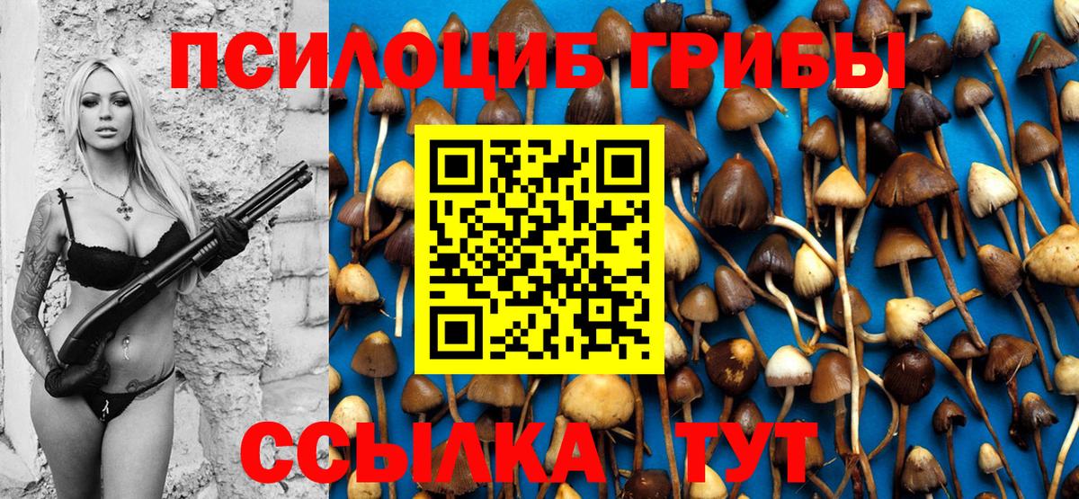Галлюциногенные грибы Psilocybe Десногорск
